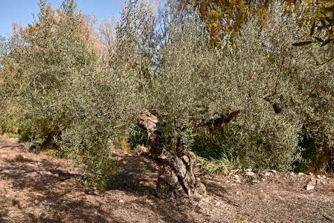 Olive fields prepared for the harvest Stock Photos
