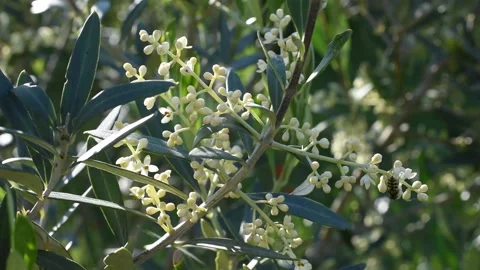 Olive flowers Stock Footage 131397575