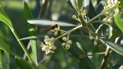 Olive flowers Stock Footage 132066187