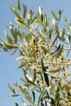 Olive flowers Photos