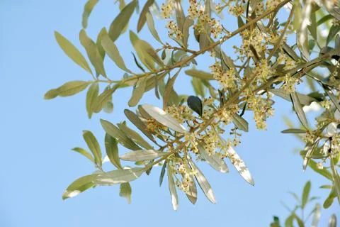 Olive flowers Stock Photos
