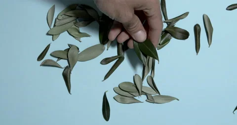 Olive foils with a hand in blue background Stock Footage 196997983