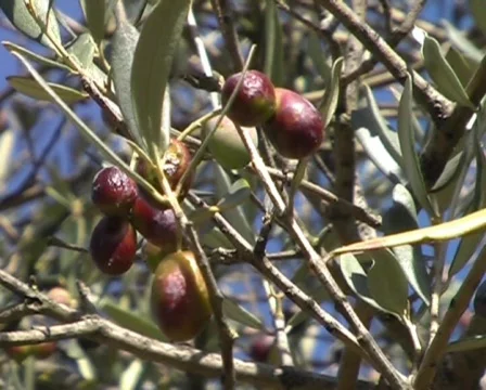 Olive Stock Footage 62723