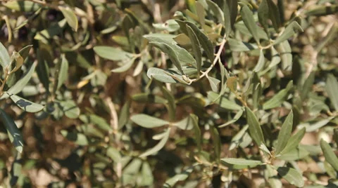 Olive Stock Footage 32120962