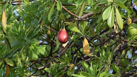 Olive Stock Footage 237157014