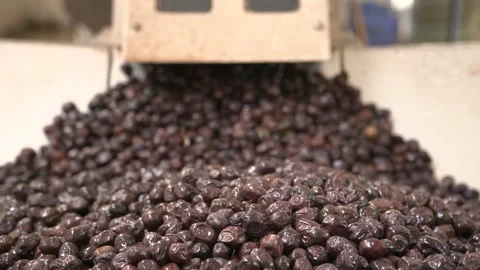 Olive Stock Footage 237501337