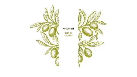 Olive frame Vector texture twig, green fresh fruit Stock Illustration