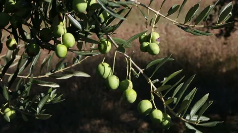 Olive fruit on branch Stock Footage 49317289