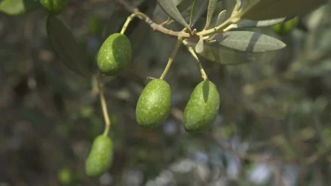 Olive fruit in a branch at a tree. Stock Footage 231553191