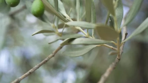 Olive fruit in a branch tree, slow motion Stock Footage 231553194