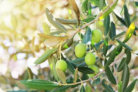 Olive Fruit on an Olive Tree Branch Outdoors with Sunshines Foto stock