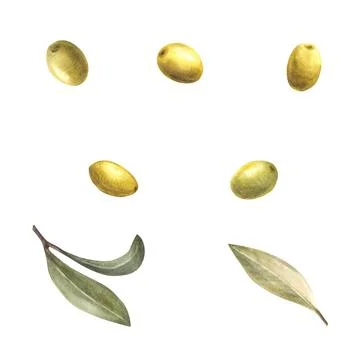 Olive fruit or berries with green leaves set. Watercolor hand drawn botanical Stock Illustration