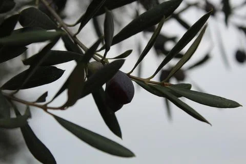 Olive fruit Stock Photos