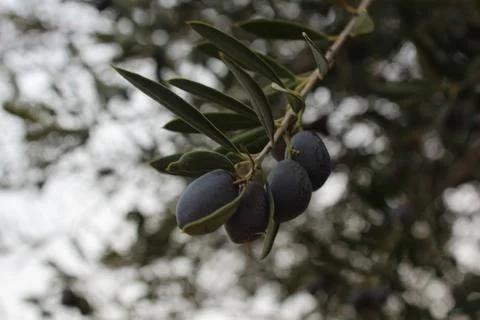 Olive fruit Stock Photos