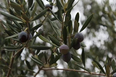 Olive fruit Stock-Fotos