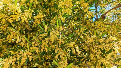Olive fruit is yellow as it ripens on an ancient olive tree on the in the Stock Footage 280020789