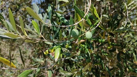 Olive fruits in a branch tree. Healthy olive oil, nature, nutrition, healthy Stock Footage 252271253