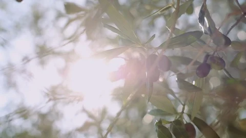 Olive Garden. Video stock 111145987