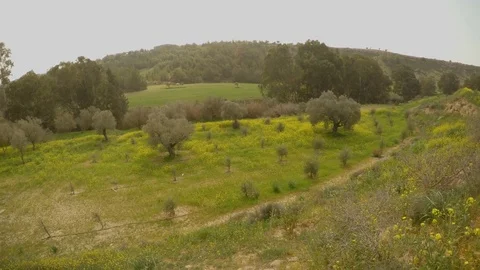 Olive Garden in Winter Panorama View From Above Stock Footage 81628476