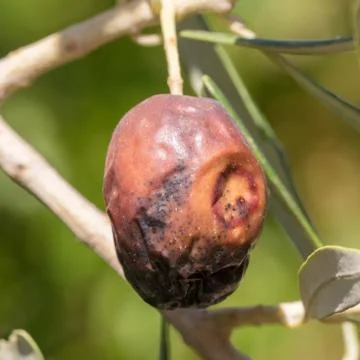 Olive gone bad in a tree Stock Photos