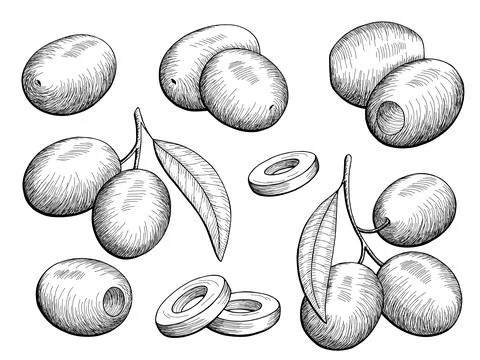 Olive graphic set black white isolated sketch illustration vector Stock Illustration