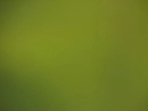 Olive green background Photos