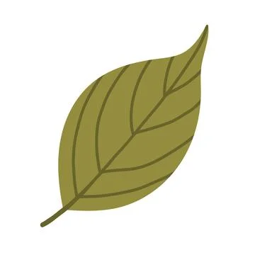Olive green beech leaf vector isolated on white background. Minimalist flat Stock Illustration