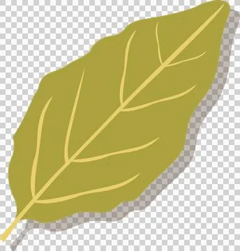 Olive green leaf is drifting on transparent background in flat-style showing Stock Illustration