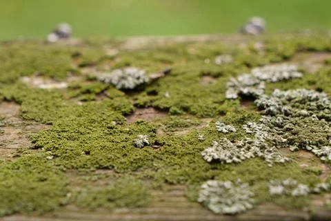 Olive Green Moss Foto stock