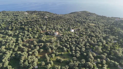 Olive grove aerial. Stock Footage 309936494