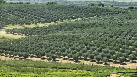 Olive grove with aligned tree rows, telephoto aerial parallax, 4K50 Vídeos de archivo 328653998
