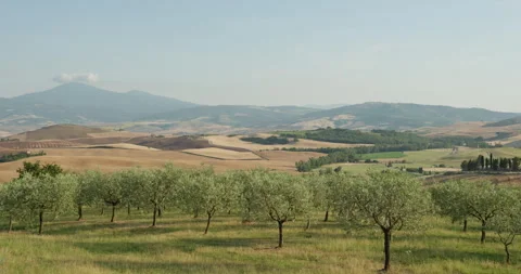 Olive grove and rolling hills in Tuscany, Italy 库存影片 340589772