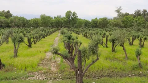 Olive Grove on a Beautiful Cloudy Day Stock Footage 274470510