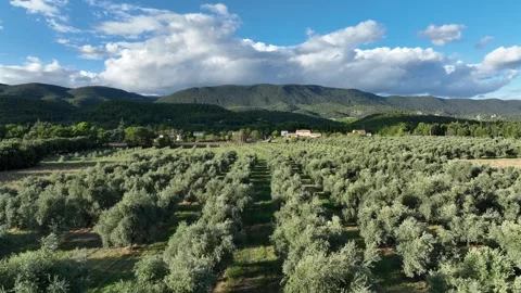 Olive grove with clouds and mountains - Aerial/drone shot - Provence Stock Footage 268246984