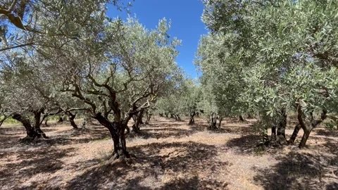 Olive grove deep blue sky Stock Footage 250247375