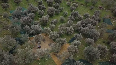 Olive Grove drone Stock Footage 86528737