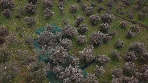 Olive Grove drone Stock Footage 86528769
