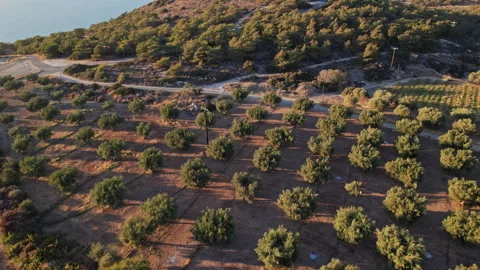 Olive grove during sunset on a hillside in a Mediterranean landscape Stock Footage 290087799