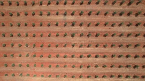 Olive grove. Field planted with olive trees. Aerial view from above. Olive Stock Footage 328655219
