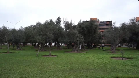 Olive Grove Forest Lima Peru Stock Footage 167800327
