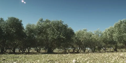 Olive grove in the Galilee 스톡 동영상 112948283