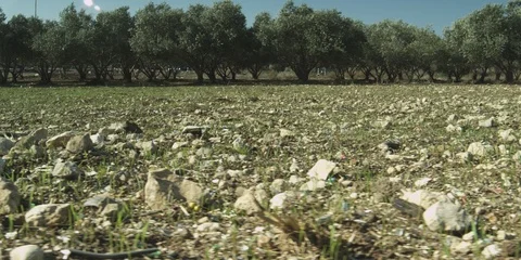 Olive grove in the Galilee Stock Footage 112948692