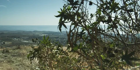 Olive grove in the Galilee 스톡 동영상 112948725