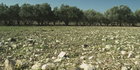 Olive grove in the Galilee Stock Footage 112949249