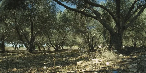 Olive grove in the Galilee Stock Footage 112949744