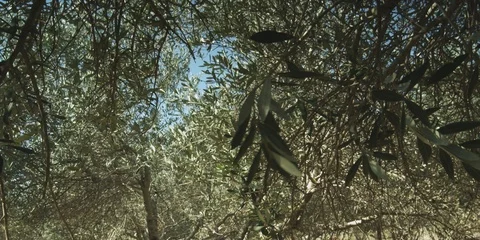 Olive grove in the Galilee 스톡 동영상 112950319