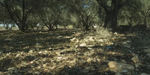 Olive grove in the Galilee Stock Footage 112950375