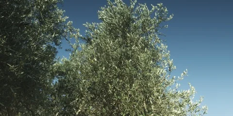 Olive grove in the Galilee Stock Footage 112950780