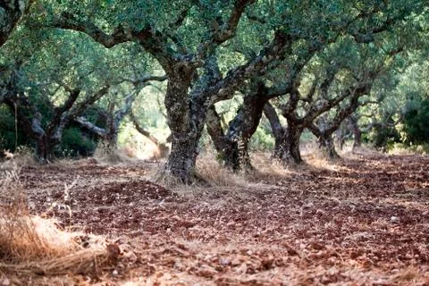 A olive grove in greece Stock Photos