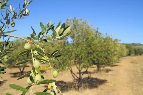Olive grove in Greece Foto stock